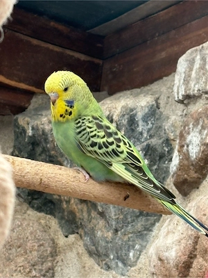 schauwellensittich henne 