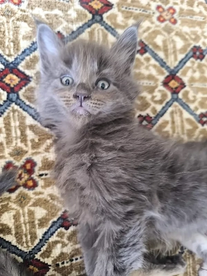 Reinrassige Maine coon Welpen 