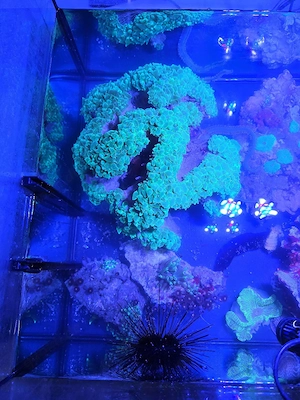 XXXL Blasenkoralle Plerogyra Sinuosa Meerwasser Aquarium