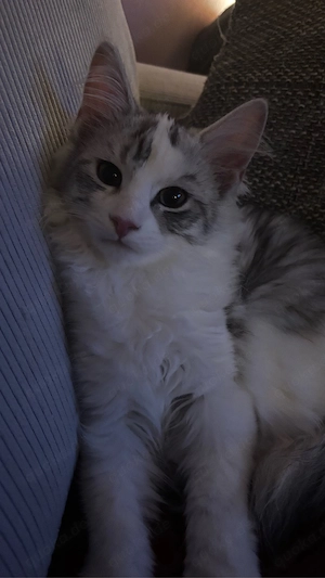 Maine coon mädchen 