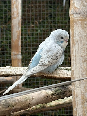 wellensittich hahn grau 