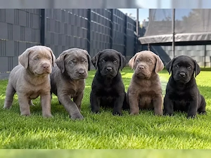 Labrador retriever welpen 