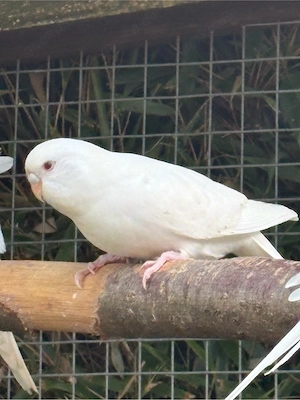 albino wellensittich henne 