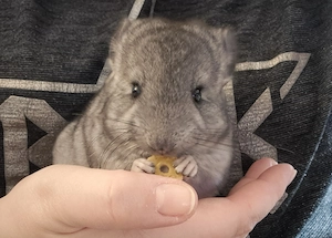 Handzahmes Chinchilla Baby Weibchen sucht ab Anfang  Mitte Oktober ein schönes, neues Zuhause