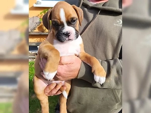 Unsere kleinen Reinrassige Boxer-Wunder suchen ihre Herzensmenschen