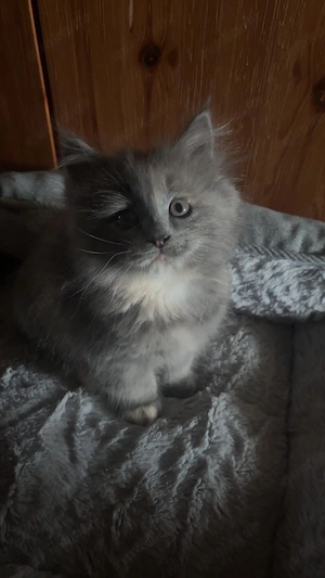 Maine-Coon mix absofort abgabebereit 