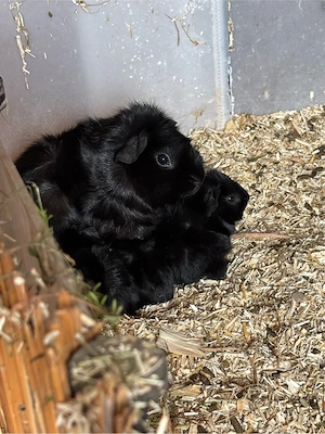 Meerschweinchen abzugeben