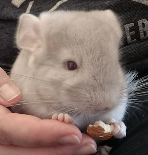 Handzahmes Beige Saphir Baby Böckchen sucht ab Anfang Oktober 2026 ein schönes Zuhause.