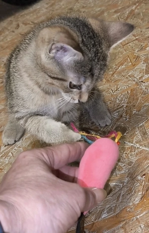 Katzenbaby sucht wieder neues Zuhause 