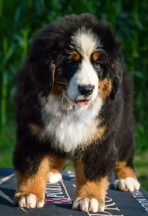 Entzückender Berner-Sennenhund-Welpe sucht liebevolles Zuhause!