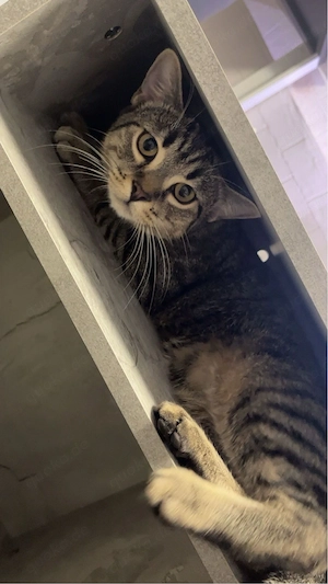    Liebevolles Zuhause für unseren Kater Speedy gesucht   