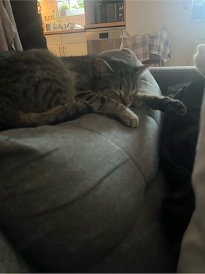 EKH Mix Siam Kater sucht neues Zuhause 