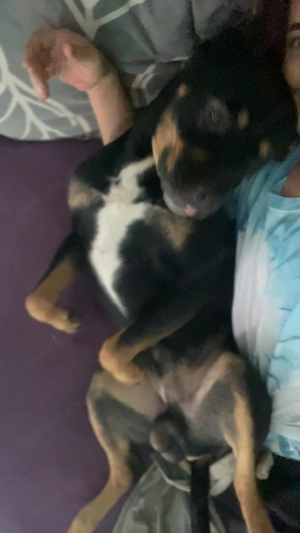 Pablo sucht ein neues Zuhause 