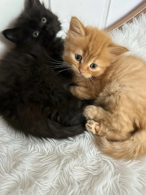 Rasse trifft Rasse   Maine Coon XXL - Britisch Langhaar