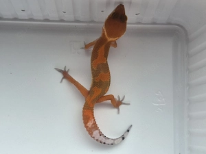 pure Mandarine Tangerine Männchen 