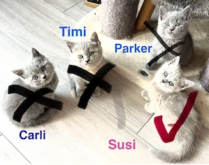 BKH Kitten - nur noch 1 Kitten  die ihr Zuhause suchen
