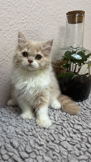 Süßes Bkh Blh Kitten