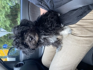 Chipoo Mädchen, Pudel x Chihuahua, ähnlich Maltipoo