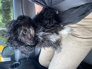 Pudel Mix Mädchen, Chipoo, ähnlich Maltipoo