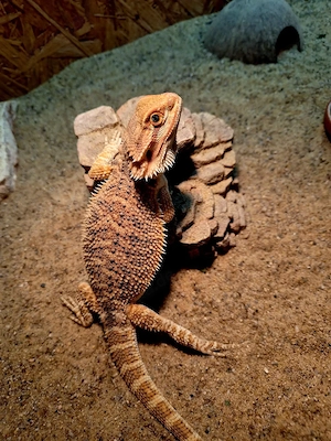 Farb-Bartagamen Jungtiere ( pogona vitticeps) NZ 05 26