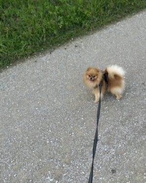Pomeranian 