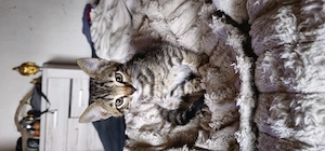 Bengalen Katzen 1 Kater 2 Weibchen.