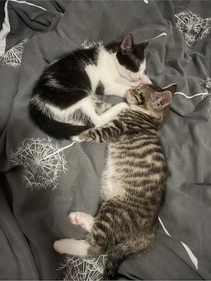 Zuhause für zwei Kitten gesucht