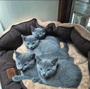 Wunderschöne Russisch-Blau-Kätzchen suchen ein liebevolles Zuhause... 
