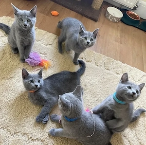 Wunderschöne reinrassige Russisch Blau Katze (weiblich) 