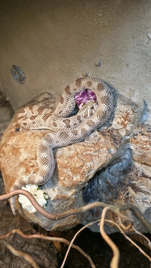 0.1 Heterodon nasicus aus 2023