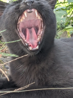 Panther lieb und verschmust 