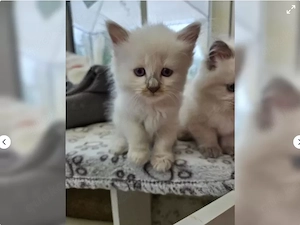 Zuckersüße Ragdoll Kitten