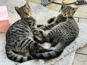 2 junge Kater - Max & Süssi - 4 Monate - grau getigert
