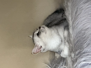 Bkh Kitten 4 Monate alt 