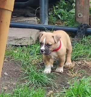 Hundewelpen 
