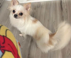 Chihuahua 