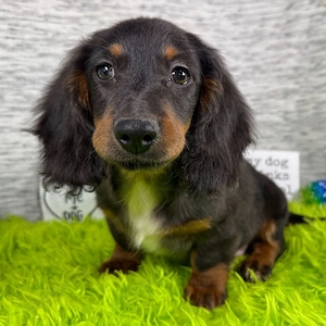 Das ist Ryder, einer meiner Lieblinge  , bereit, nach Hause zu gehen.