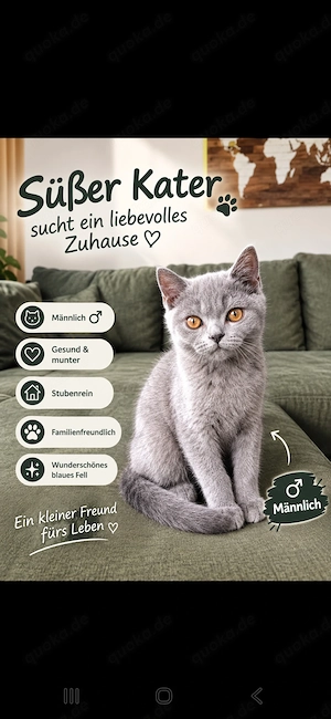 Britisch Kurzhaar Bild 1