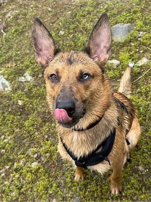 Loki sucht sein Für - Immer Zuhause (Dringend!) Bild 2