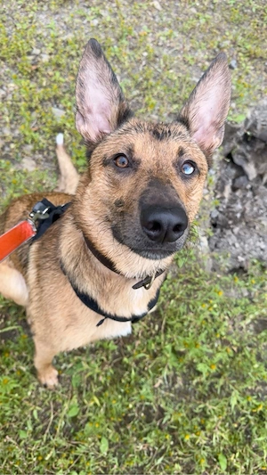 Loki sucht sein Für - Immer Zuhause (Dringend!) Bild 3