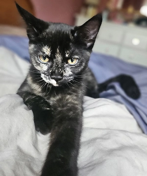 Bezauberndes Mix- Kitten