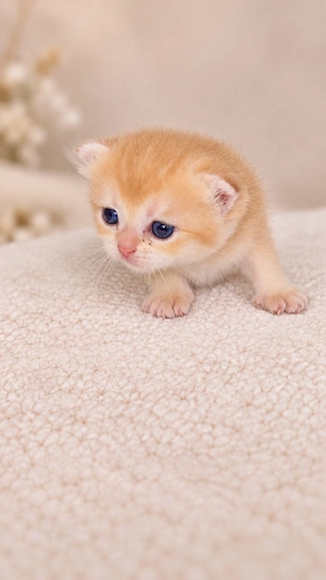 BKH Golden Chinchilla Kitten   weiblich
