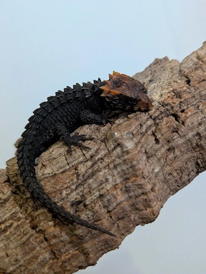 Buschkrokodil   Tribolonotus gracilis