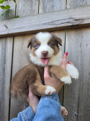 Australian Shepherd Welpen suchen ein liebevolles Zuhause   