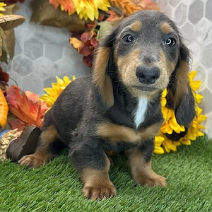 Hier ist Simba   ein 13 Wochen alter Dackelrüde mit wunderschönem blau-lohfarbenem Fell, geboren am 