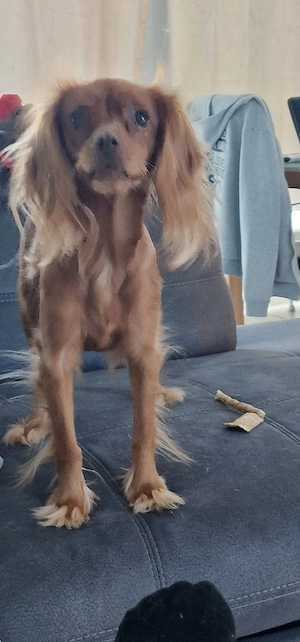 Dringend neues Zuhause gesucht 
