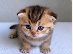 Süßes BKH Golden Kitten mit blauen Augen