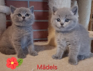 Reinrassige BKH Kitten 
