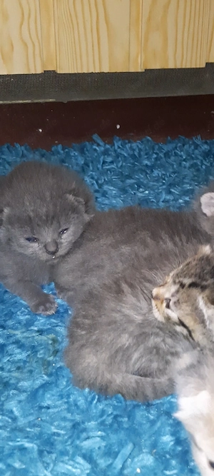 BKH Kitten ab Anfang November 