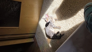 Bengal katze blau